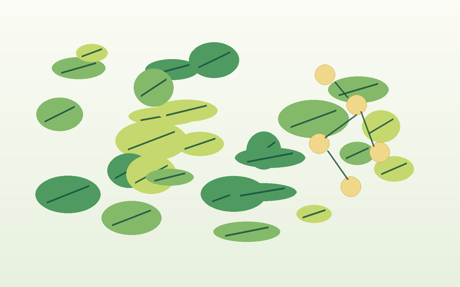 Folate forms explained